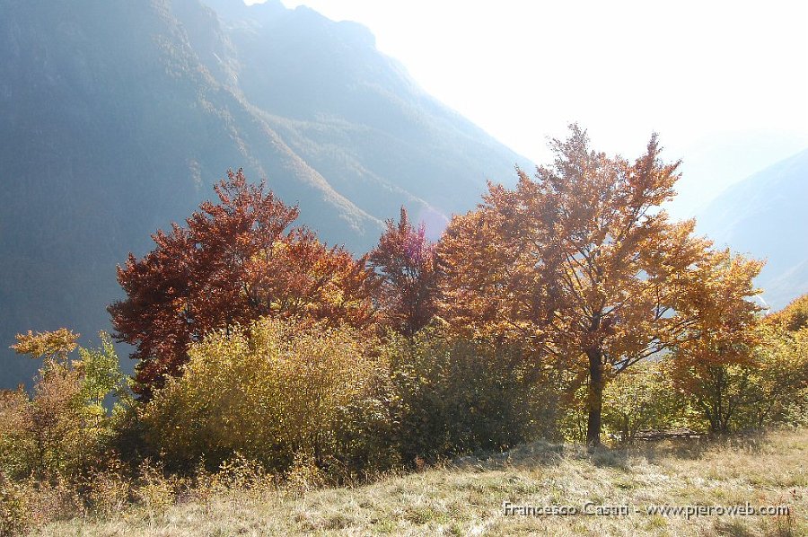 15-Alberi sotto il sole del tardo pomeriggio.jpg